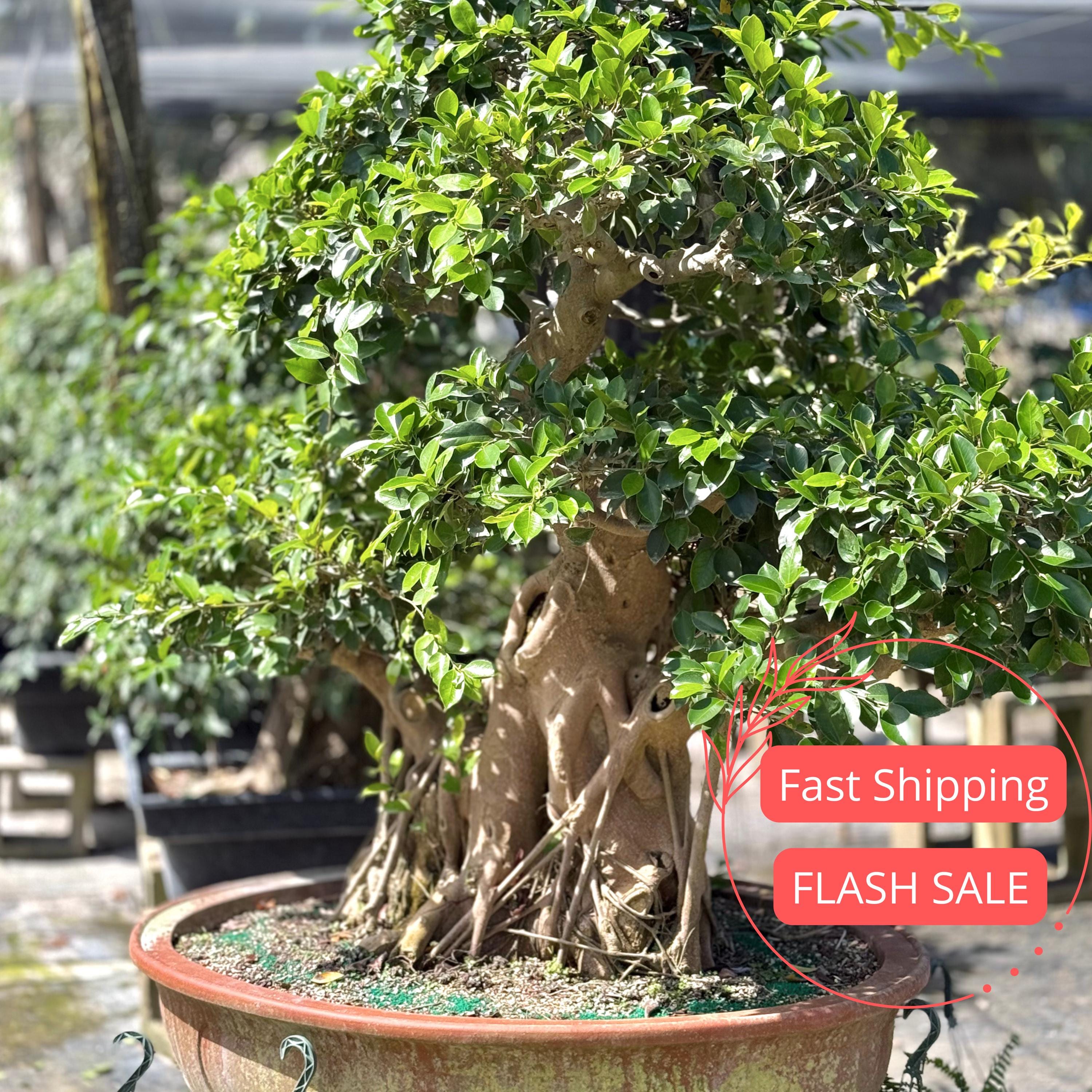 Cherry Tree Bonsai - Etsy