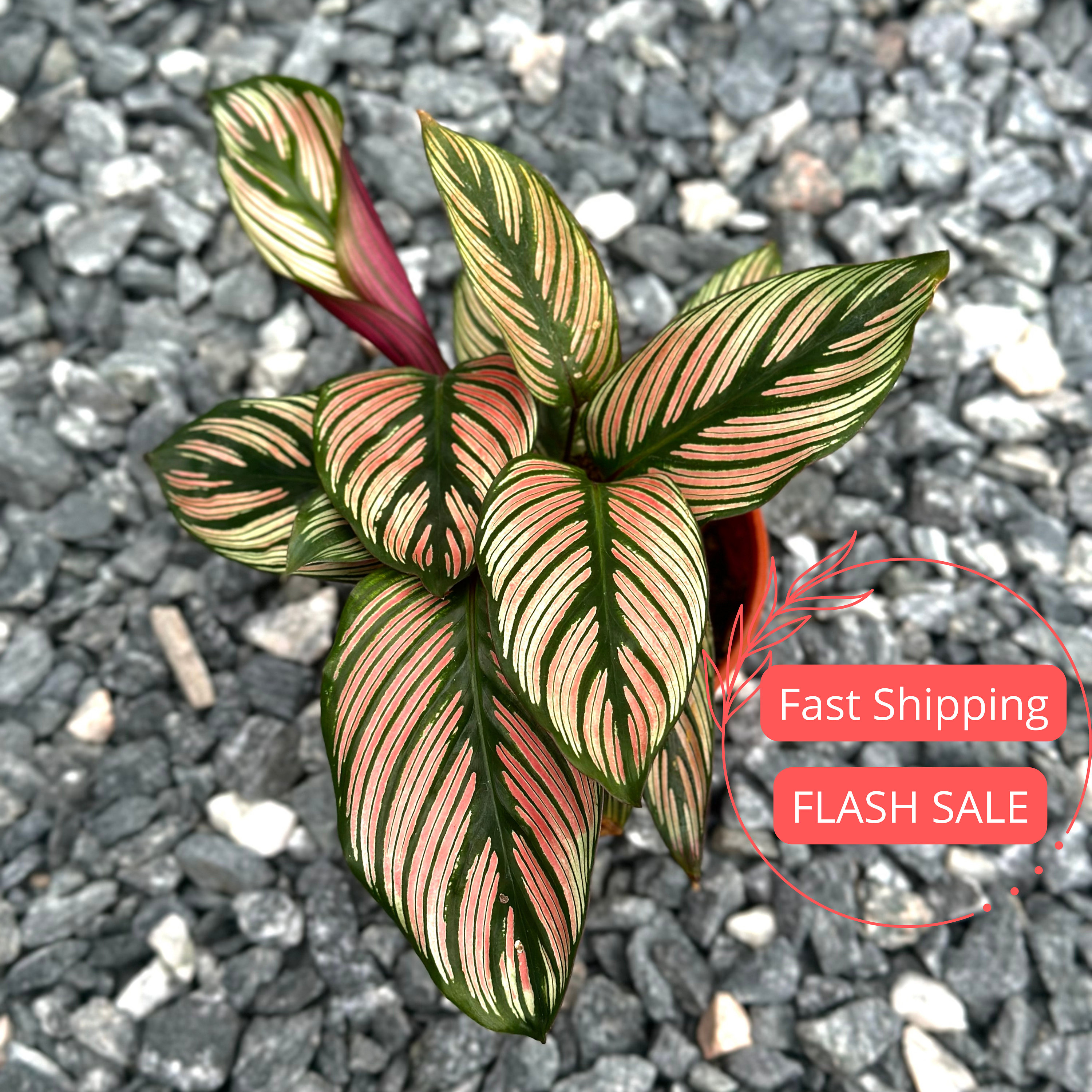 Calathea White Star Lush | Calathea Whitestar Starter Plant | Rooted Calathea Plant | Pet Safe Plants | Houseplants | Plant Gifts | Indoor
