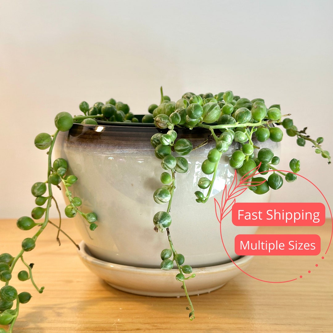 Beige Sand Glazed Planter With Attached Saucer Plant Pot With Drainage