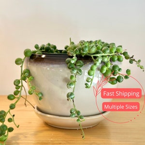 Beige Sand Glazed Planter with Attached Saucer | Plant Pot with Drainage | Planters and Pots | Flower Pot | Ceramic Indoor | Houseplants