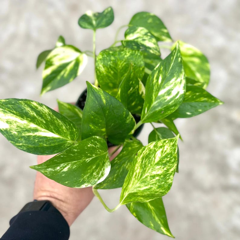 Pothos Plant Bundle | Epipremnum Variegated Cuttings House Plants ...