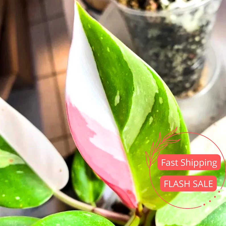 Philodendron White Princess Live Plant