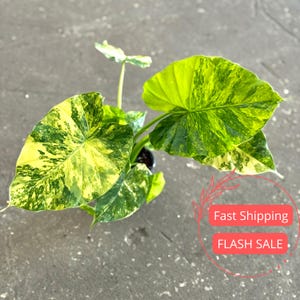 Alocasia Gageana Aurea Live Plant SALE | Alocasia Corm Gageana Variegated Rooted | Rare Indoor Outdoor Tropical House Plants | Plant Gifts