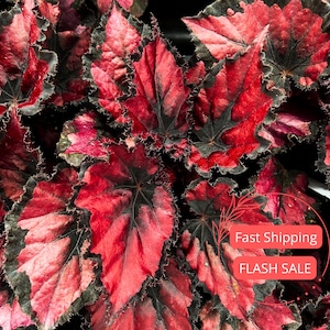 May include: Close-up of begonia leaves with vibrant red and black hues. The leaves have a textured surface and jagged edges, creating a striking contrast. The plant's foliage is dense, showcasing the rich colors and intricate patterns.