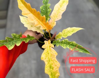 Philodendron Golden Serratum Marble Live Plant SALE | Variegated  Philodendron Houseplant | Indoor House Plants Gifts | Birkin Starter Plants