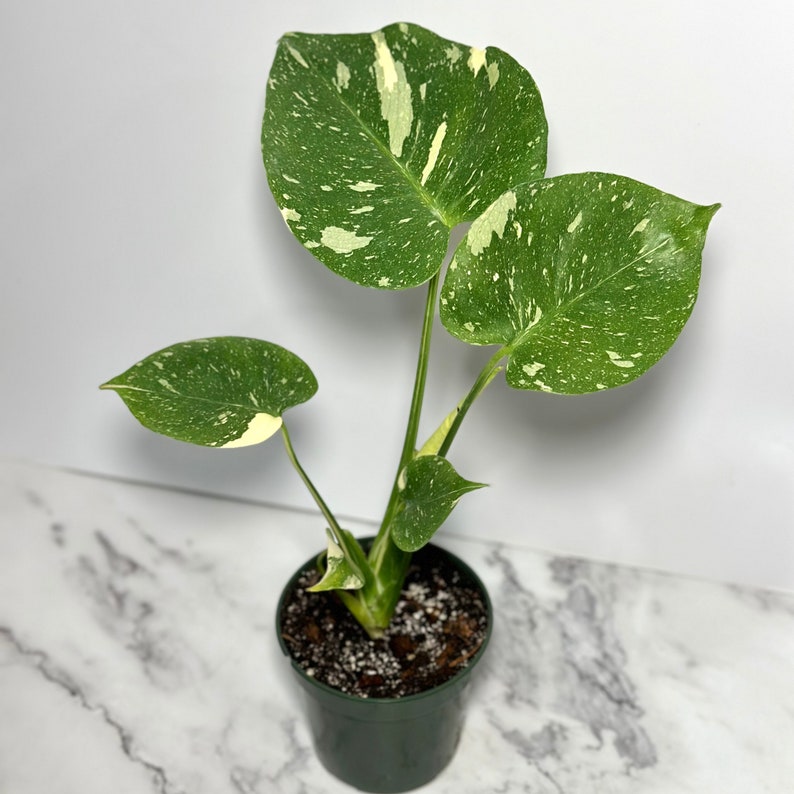 Monstera Thai Constellation Large Variegated Monstera Thai Constellation Starter Plant Fully Rooted Monstera Plant Rare Plants Albo Large