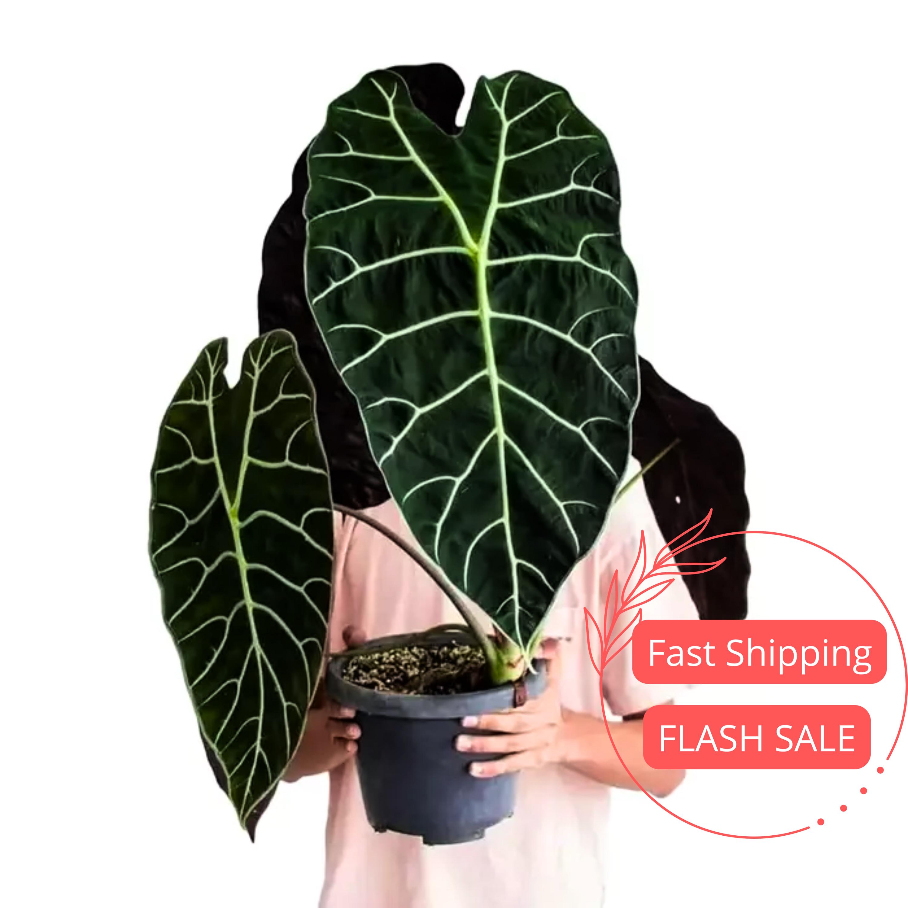 Alocasia Watsoniana Live Plant Rare Alocasias Corm Jewel Rooted Indoor House Plants Gifts Cutting Outdoor Houseplant Elephant Ears