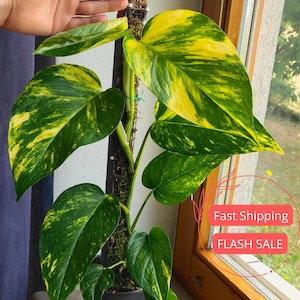 Golden Pothos Seeds - Etsy