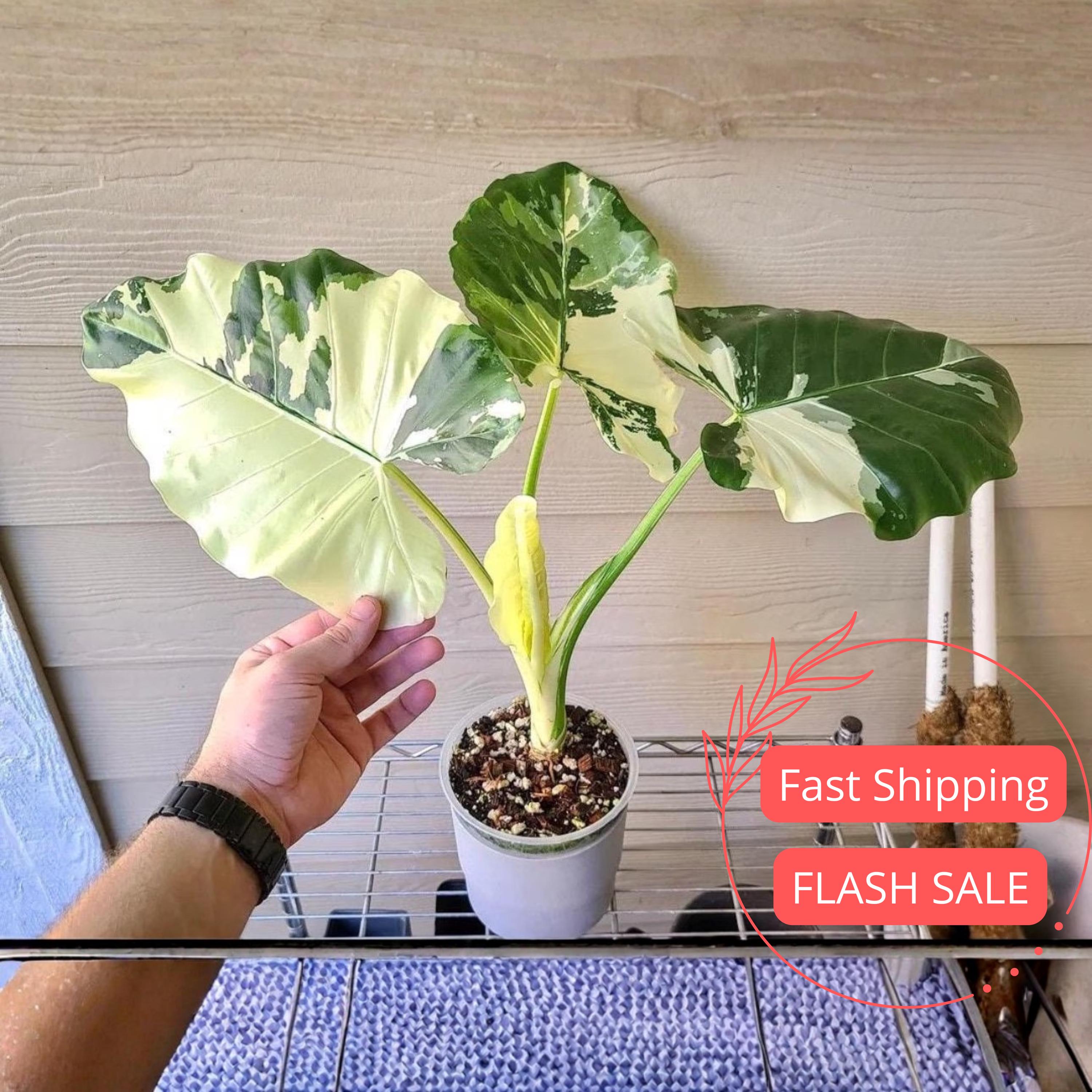 Alocasia Ninja Variegata - Etsy