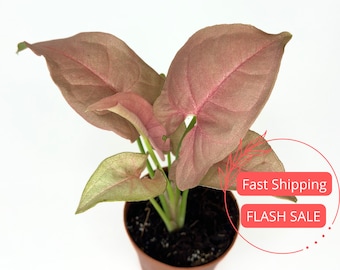 Syngonium Pink Neon Plant | Syngonium Neon Pink Starter Plants | House Plants Live for Beginner | Rare Pink Arrowhead Plants | Plant Gifts