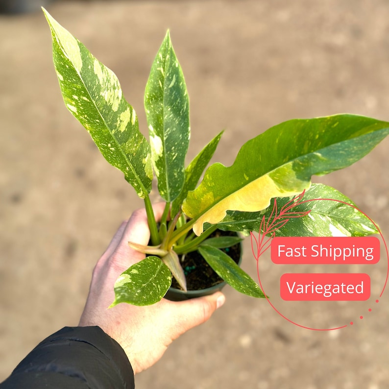 May include: A variegated houseplant with green and yellow leaves in a black pot. The plant is being held by a hand. The text "Fast Shipping" and "Variegated" are visible in the image.