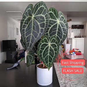 Anthurium Clarinervium Live Plant | Dark Green Anthuriums | House Plants for Beginner | Houseplants for Collector Indoor Outdoor Garden Gift