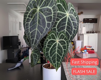 Anthurium Clarinervium Live Plant | Dark Green Anthuriums | House