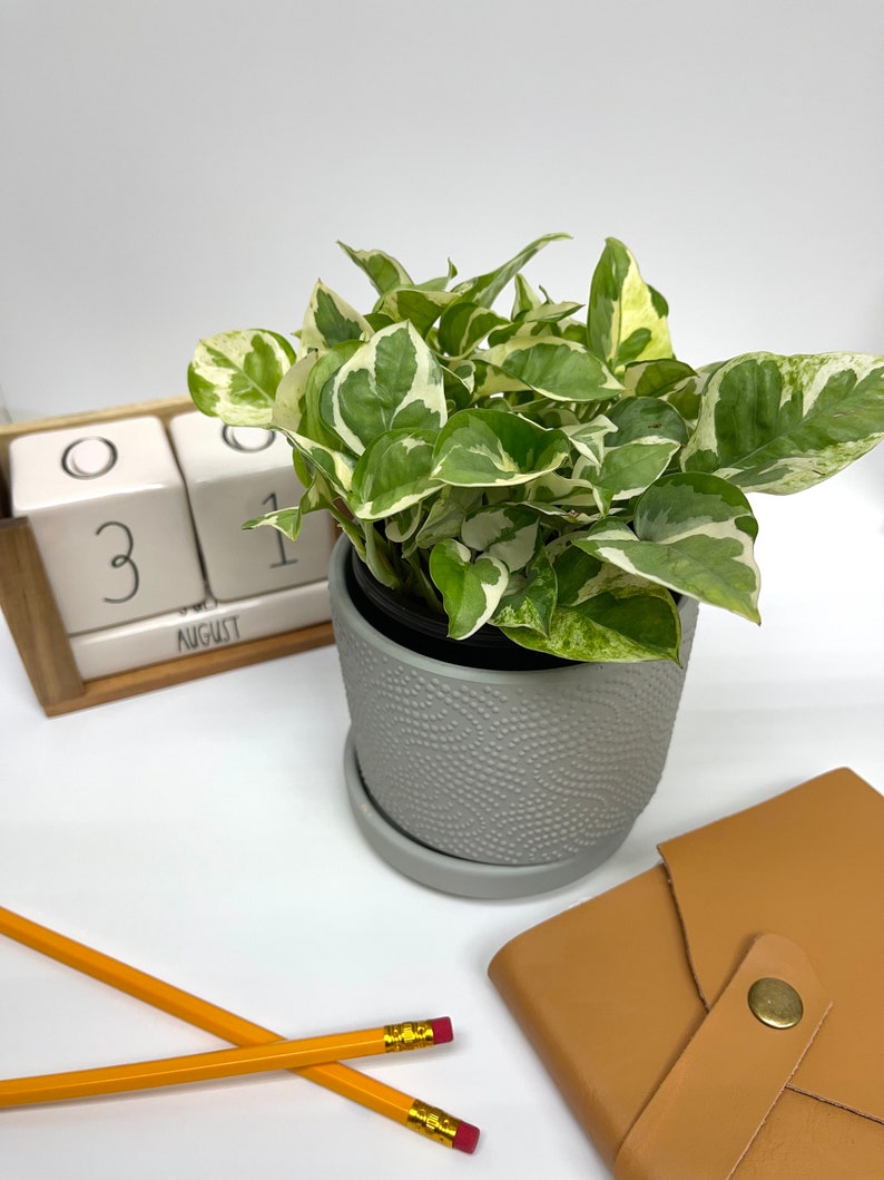 NYCitySucculents Pothos N'joy - Thumbnail 2