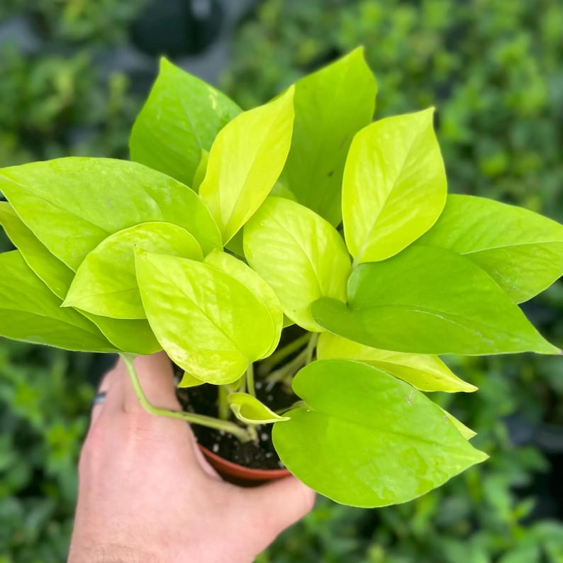 Pothos Plant Bundle | Epipremnum Variegated Cuttings House Plants ...