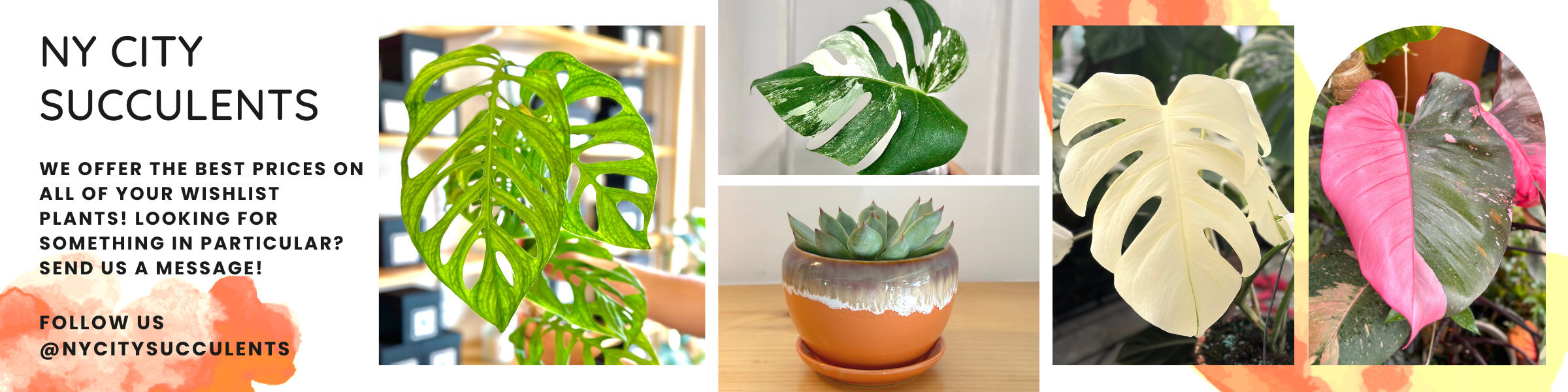 NYCitySucculents - Etsy