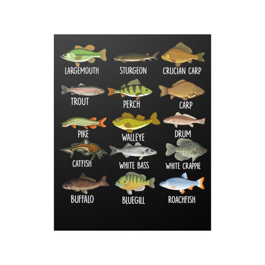 Types of Fish Wall Poster Types of Freshwater Fish Species Fishing Wall ...