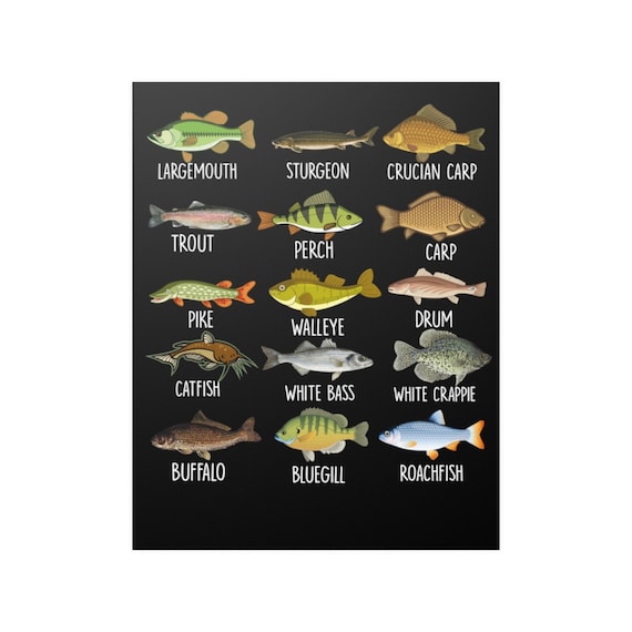 Types of Fish Wall Poster Types of Freshwater Fish Species Fishing