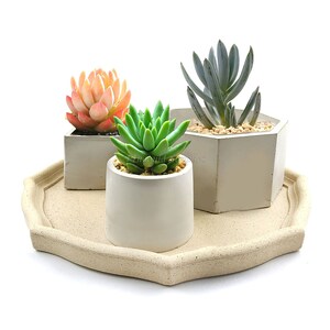 May include: A collection of succulents in various shapes and colors, including a vibrant green, a soft orange, and a silvery-blue variety. They are potted in geometric concrete planters and arranged on a beige, hexagonal tray, creating a modern, minimalist aesthetic.