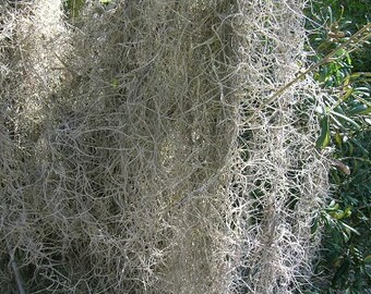 28# Spanish Moss