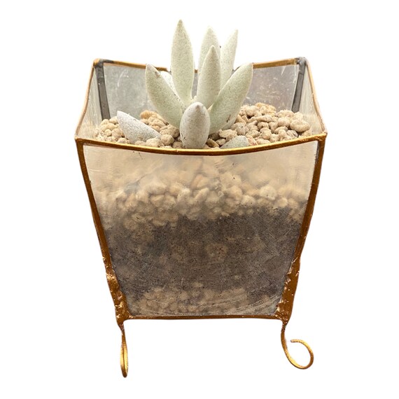 Organic Capiz Succulent Oyster Shell Planter with Drainage Holes, Translucent Decorative Candle Holder or Wedding Favor, Garden Home Decor