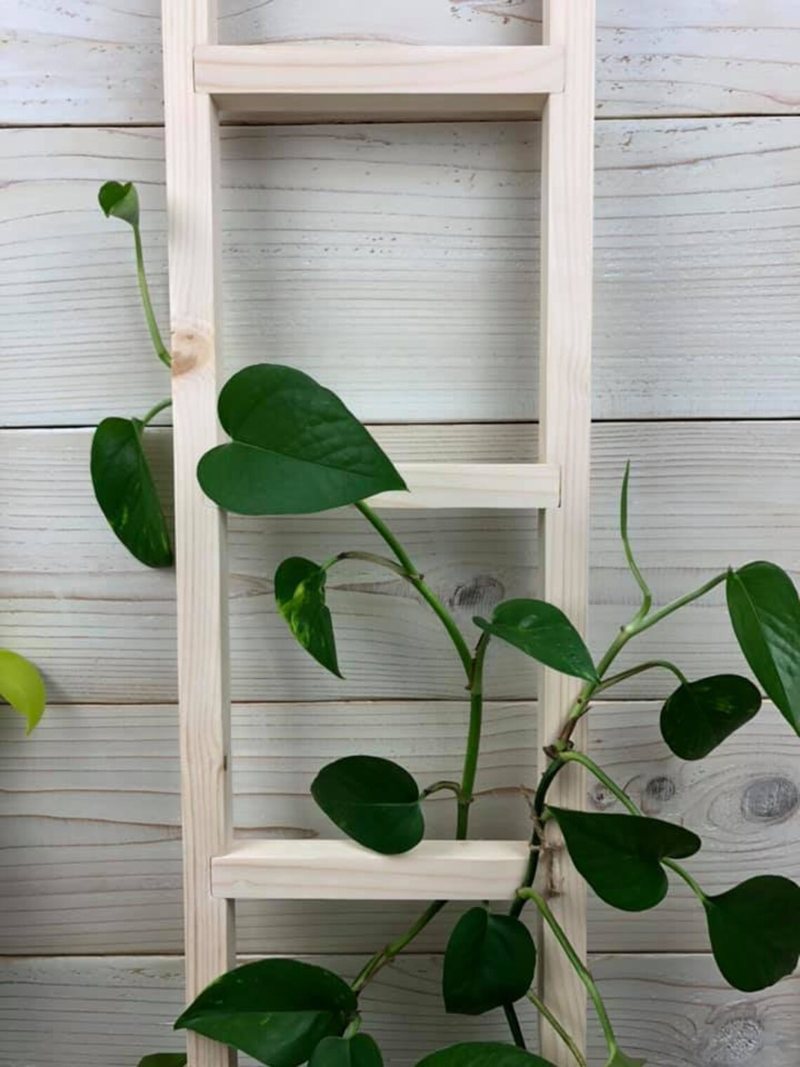 Natural Wood Trellis for Indoor Plants Ladder for Climbing Etsy