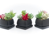 Succulent Pots, Small Ceramic Flower Planter Pot Containers, Cactus planter with Drainage Hole , set of 3 pcs