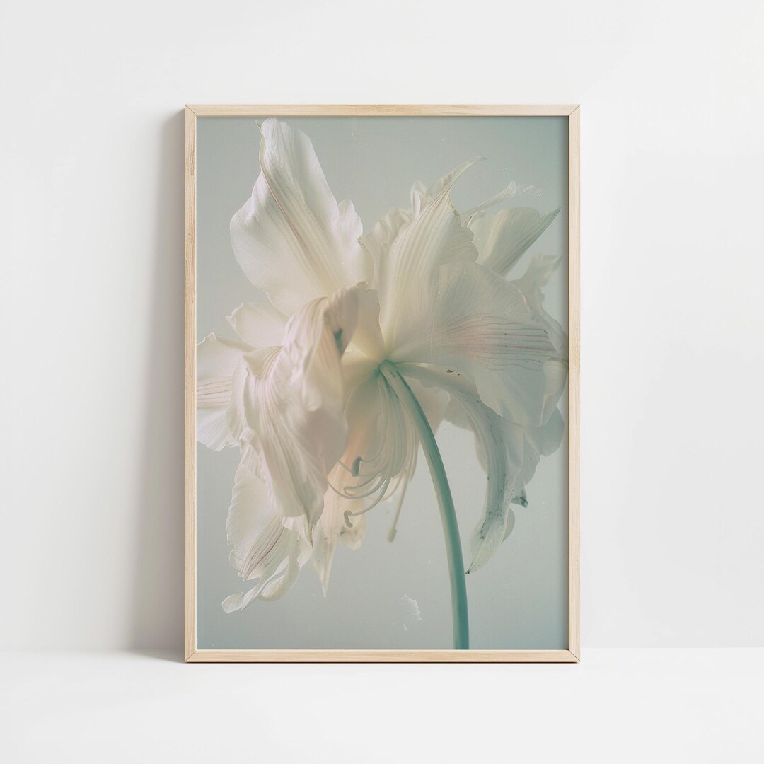 Delicate White Amaryllis Flower Art Print - Soft Floral Photography ...
