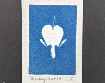 Bleeding Heart 04 Cyanotype Print, 2"x3" - Botanische prints, UV-print, Sun Print, Blue Print, natuurliefhebber, bloemsierkunst, bloemen, plankframe