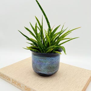 Pode incluir: Uma pequena planta-cobra num vaso de cerâmica esmaltada azul e verde. A planta tem folhas longas, verdes e amarelas listradas. O vaso está sobre um livro bege com letras douradas.