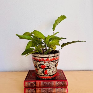 Pode incluir: Uma planta em vaso com folhas verdes está em cima de dois livros antigos. O vaso de cerâmica apresenta um fundo creme salpicado com desenhos florais vermelhos e detalhes em preto. Os livros têm capas vermelhas com detalhes dourados em relevo.