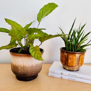 May include: Two potted plants on a wooden surface. The larger plant has broad, green leaves in a decorative brown and cream pot. The smaller plant has upright, green leaves in a brown pot with a patterned design. Two books are beneath the smaller plant.