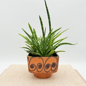 Puede incluir: Una planta de serpiente en una maceta de color terracota. La planta tiene hojas largas y verdes con un patrón de rayas. La maceta es cuadrada con un diseño de remolino marrón. La maceta se encuentra sobre una superficie de madera clara sobre un fondo blanco.