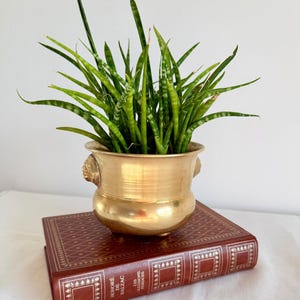 Könnte beinhalten: Ein goldfarbener Pflanztopf mit Löwenkopfgriffen, gefüllt mit grünen Bogenhanfpflanzen. Der Pflanztopf steht auf einem rotbraunen, ledergebundenen Buch mit goldener Schrift. Das Buch trägt den Titel "HONORÉ DE BALZAC LES ILLUSIONS PERDUES."