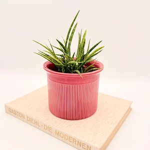 Könnte beinhalten: Ein leuchtend rosa Keramiktopf mit vertikalen Rippendetails, gefüllt mit einer grünen Pflanze mit langen, schlanken Blättern. Der Topf steht auf einem hellen Buch mit goldfarbenen Buchstaben, die "GASTON DIEHL - DIE MODERNEN" lauten.