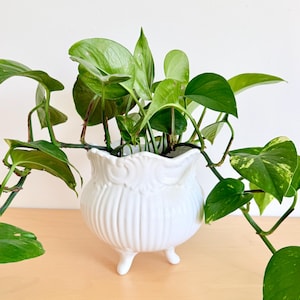 May include: A white ceramic planter with a scalloped rim and vertical ribbed detailing, supported by three small feet. The planter contains a trailing pothos plant with vibrant green, heart-shaped leaves that extend outward from the container.
