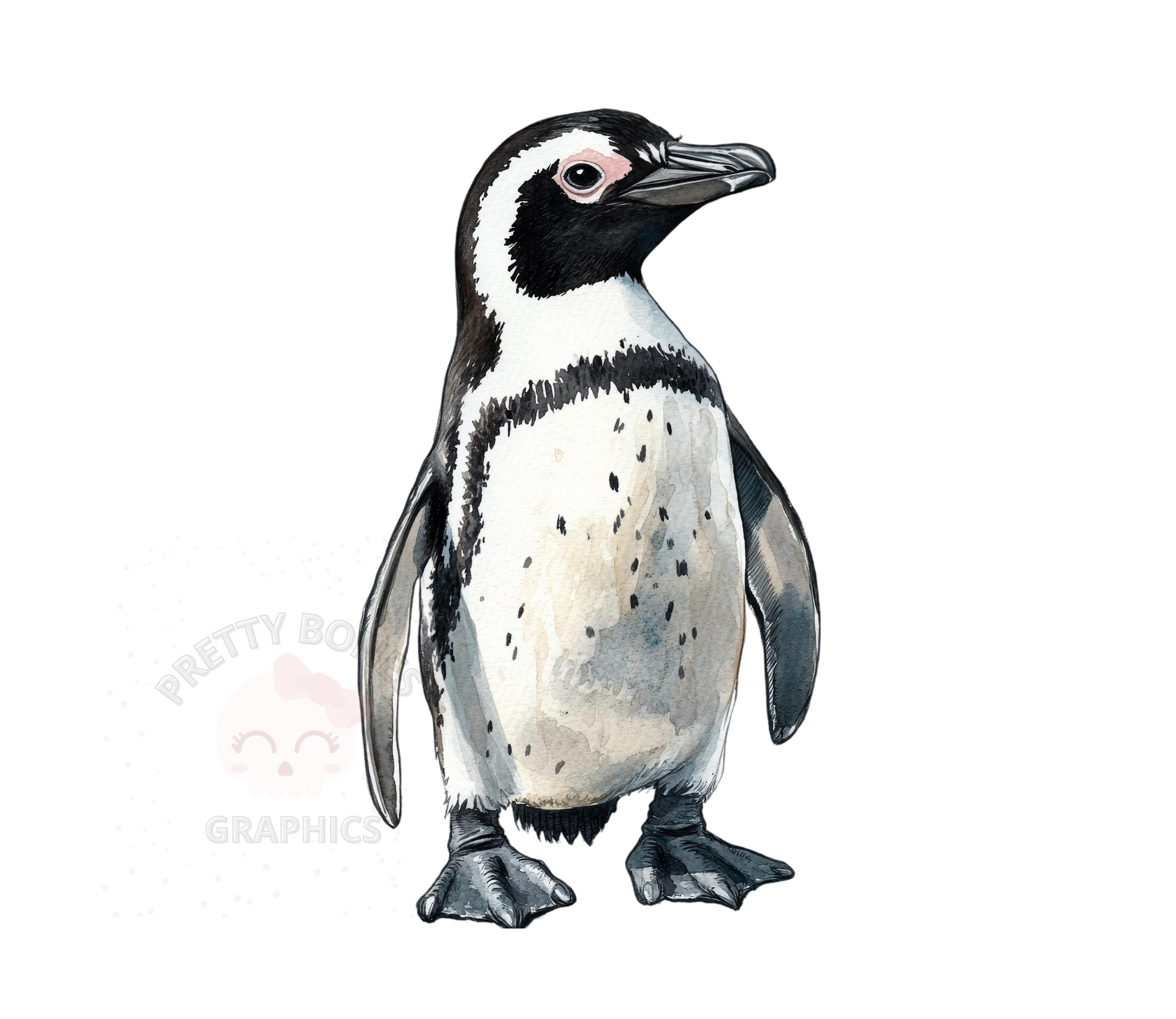 African Penguin Clipart, PNG Instant Download File, Digital Design
