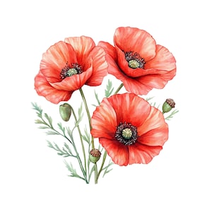 10 images clipart fleur de pavot, fichiers PNG à téléchargement immédiat, conception numérique pour l'artisanat, art imprimable