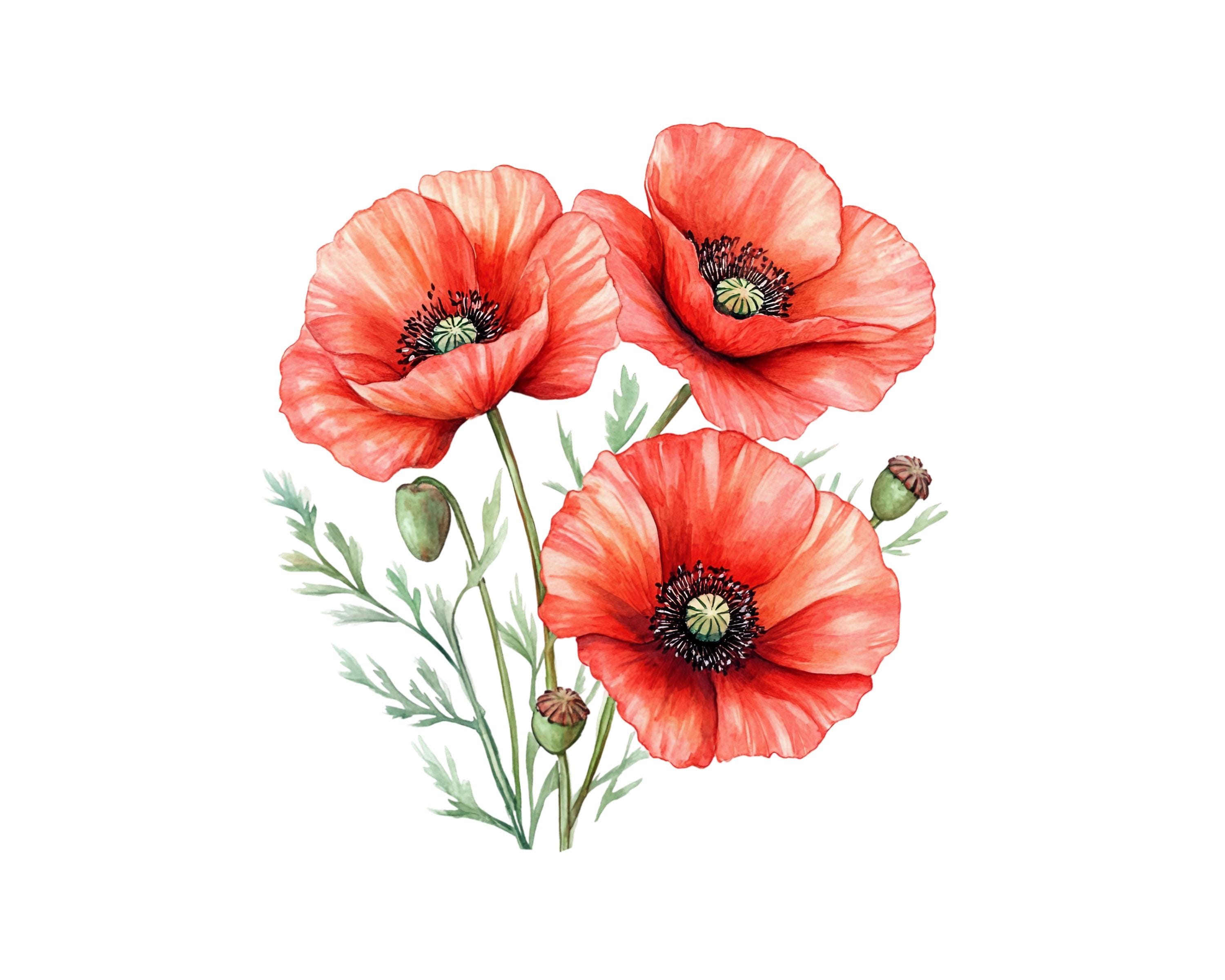 10 Poppy Flower Clipart Images, PNG Instant Download Files, Digital Design For Crafting, Printable Art
