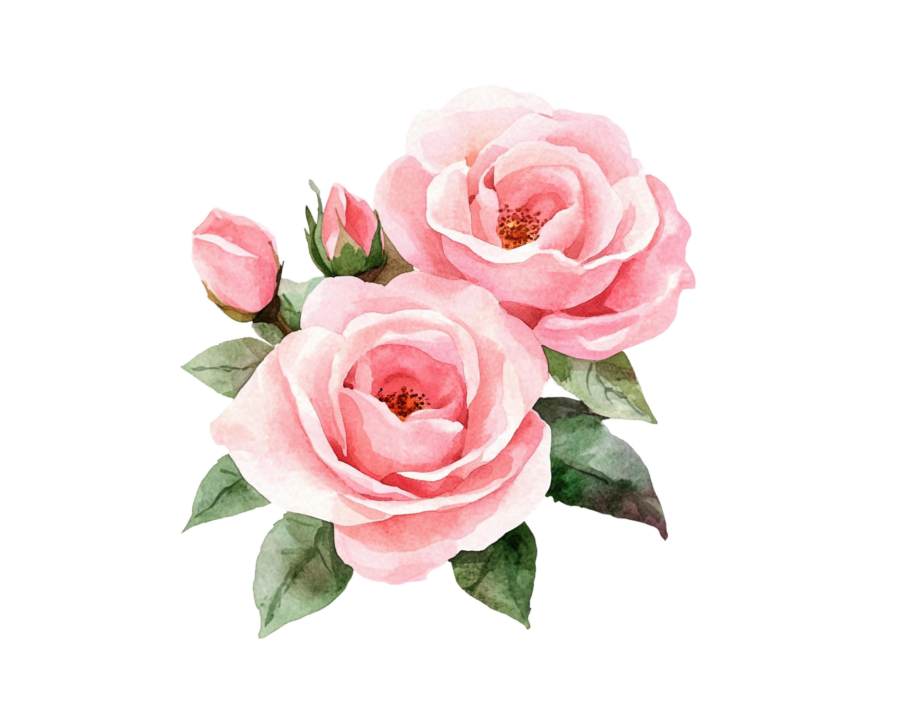 10 Pink Roses Floral Clipart Images, PNG Instant Download Files ...