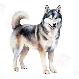 Clipart de chien Husky aquarelle, fichier de téléchargement numérique PNG, Art imprimable, artisanat en papier numérique, carte faisant des Clipart