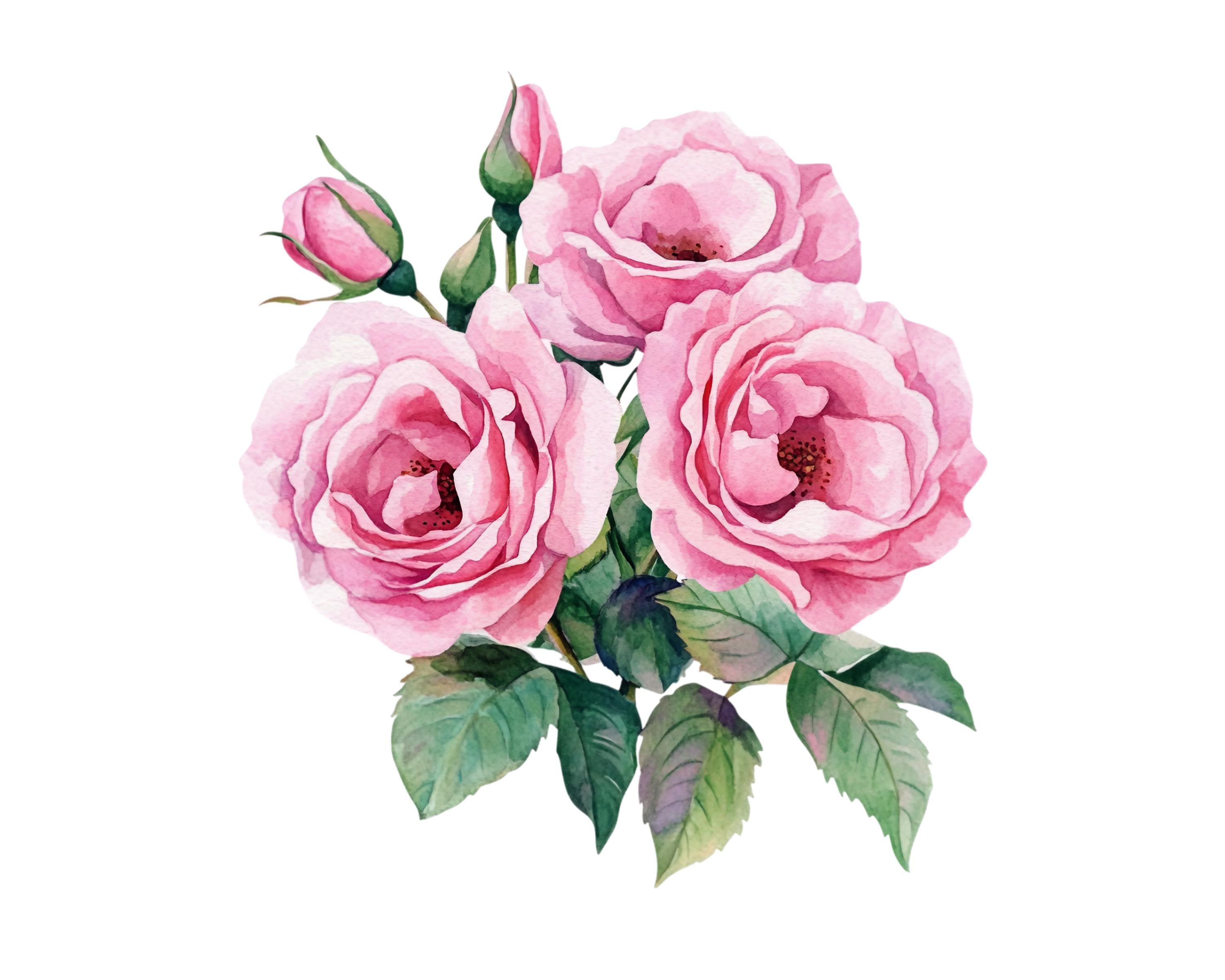 Pink Roses Clip Art Rounded 10 Pink Roses Floral Clipart Images, PNG Instant Download Files ...