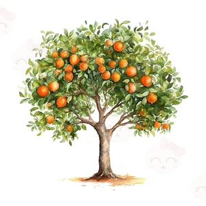 Acquerello Orange Tree Clipart, Download istantaneo PNG, Mestiere di carta digitale, Creazione di carte, Arte stampabile
