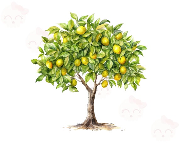 Lemon Tree Drawing