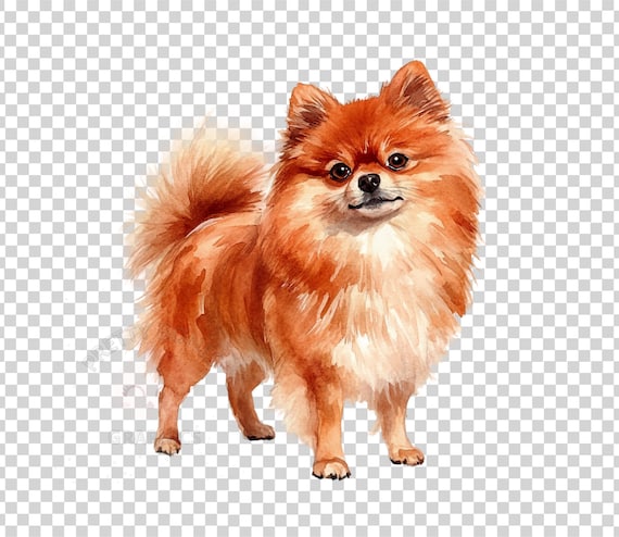 ポメラニアン犬のクリップアート、PNGファイルの即時ダウンロード
