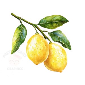 Lemon Fruit Clipart, PNG Instant Download File, Digital Paper Craft, Scrapbook, Printable Art