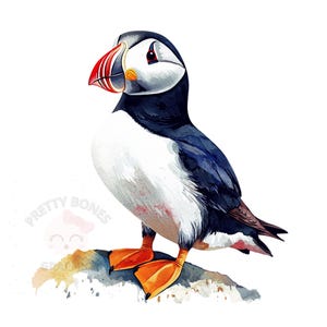Clipart macareux aquarelle, fichier PNG à téléchargement immédiat, conception numérique pour l'artisanat, art imprimable