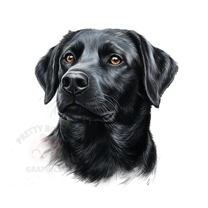 May include: A detailed illustration of a black Labrador Retriever's head, showcasing its glossy black fur and expressive brown eyes. The dog's features are meticulously rendered, highlighting its nose and the texture of its coat. The image is set against a clean white background.