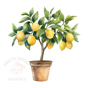 Eingemachte Zitronenbaum Clipart, PNG Instant Download-Datei, digitales Design für das Basteln, Kartengestaltung Kunst