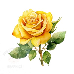 Aquarel gele roos clipart, PNG Instant downloadbestand, digitaal ontwerp voor knutselen, commercieel gebruik kunst
